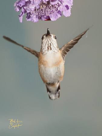 Hummingbirds, British Columbia, Canada (19)