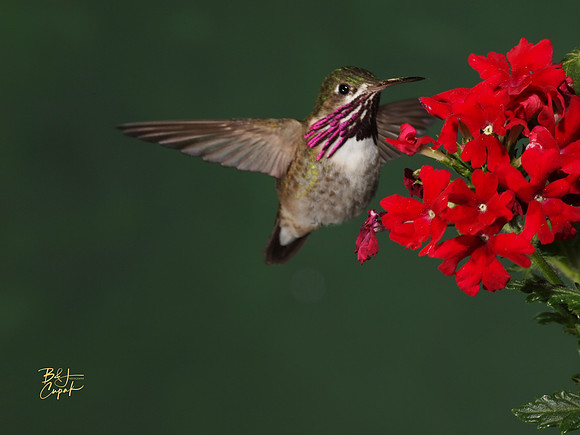 Hummingbirds, British Columbia, Canada (7)