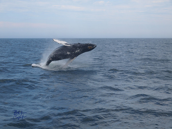 7 Seas Whale Watch, Gloucester, MA (3)