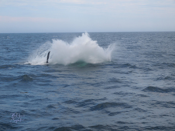 7 Seas Whale Watch, Gloucester, MA (4)