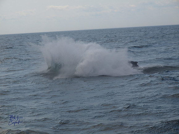 7 Seas Whale Watch, Gloucester, MA (8)