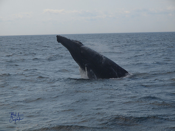 7 Seas Whale Watch, Gloucester, MA (6)