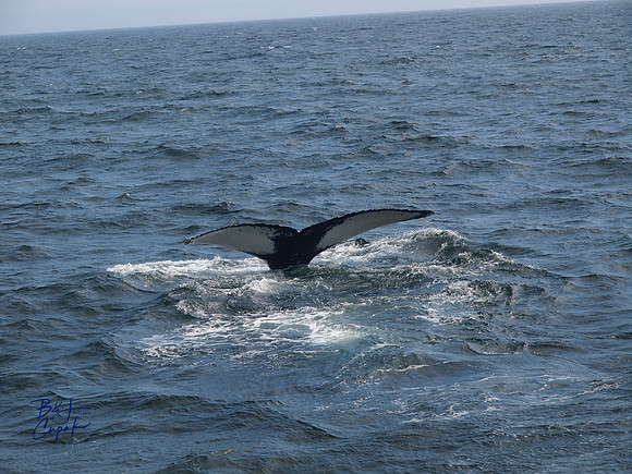 7 Seas Whale Watch, Gloucester, MA (1)