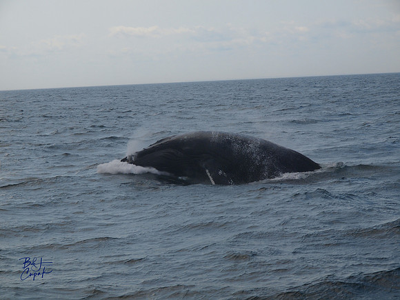 7 Seas Whale Watch, Gloucester, MA (7)