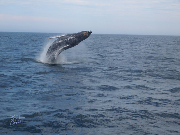 7 Seas Whale Watch, Gloucester, MA (2)