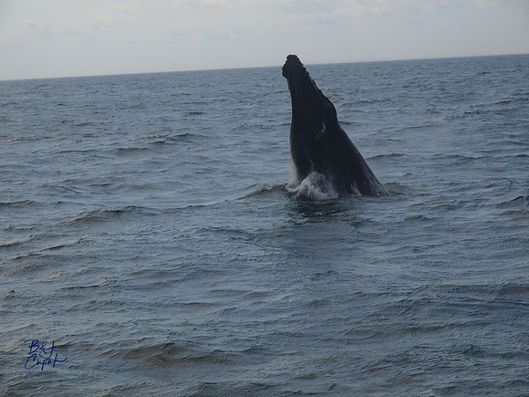 7 Seas Whale Watch, Gloucester, MA (5)