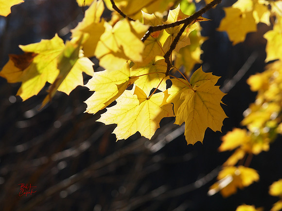 Ohiopyle State Park, PA (6)