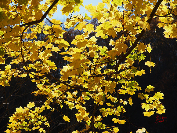 Ohiopyle State Park, PA (4)