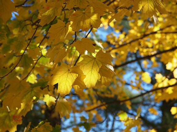 Ohiopyle State Park, PA (2)