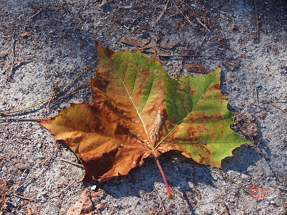 Ohiopyle State Park, PA (8)