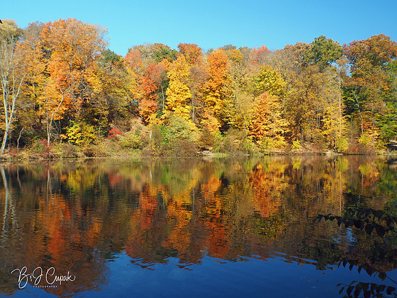 Lily Pond (3)