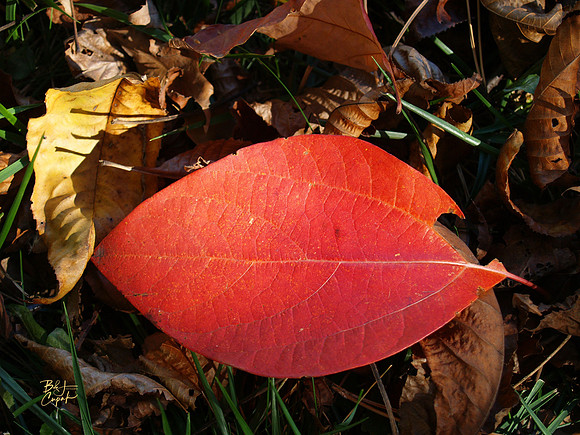 Moraine State Park, PA (19)