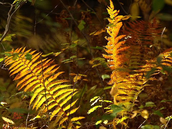 Moraine State Park, PA (9)