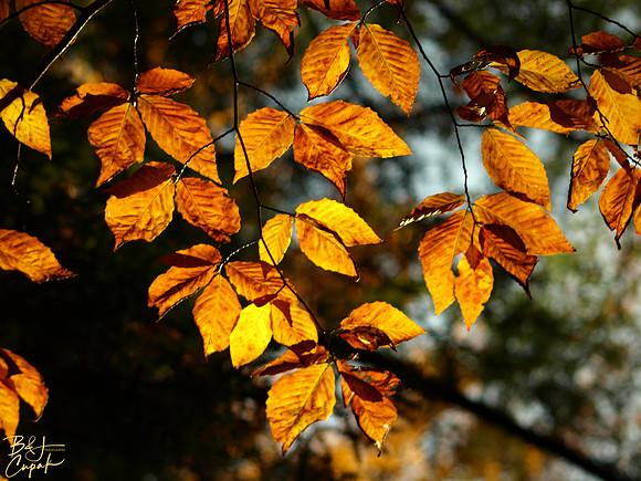 Linn Run State Park, PA (16)
