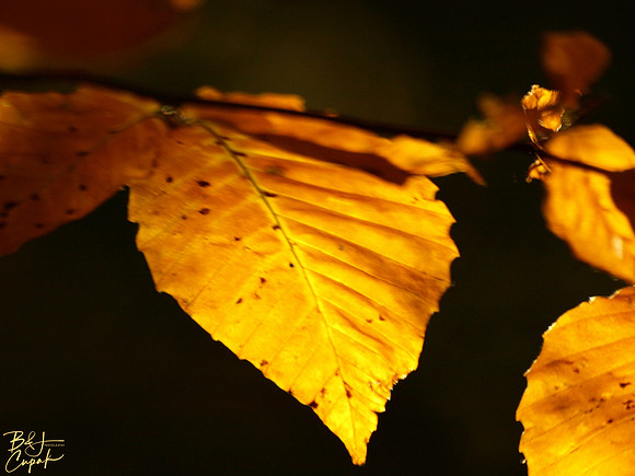 Linn Run State Park, PA (13)