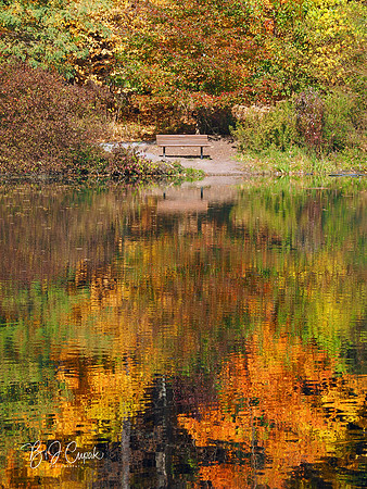 Lily Pond (1)