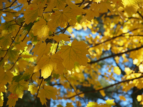 Ohiopyle State Park, PA (1)