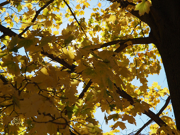 Ohiopyle State Park, PA (3)