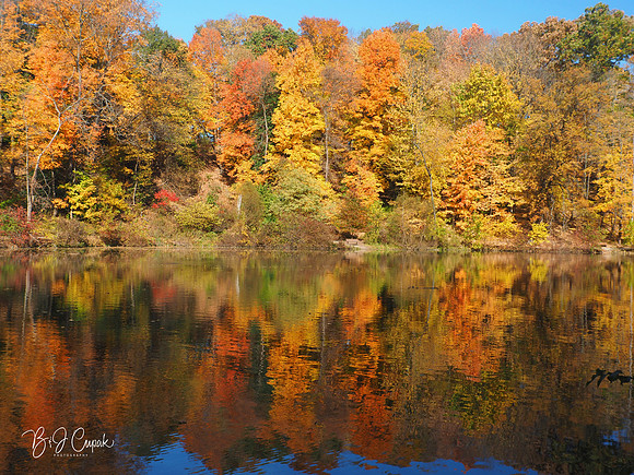 Lily Pond (2)