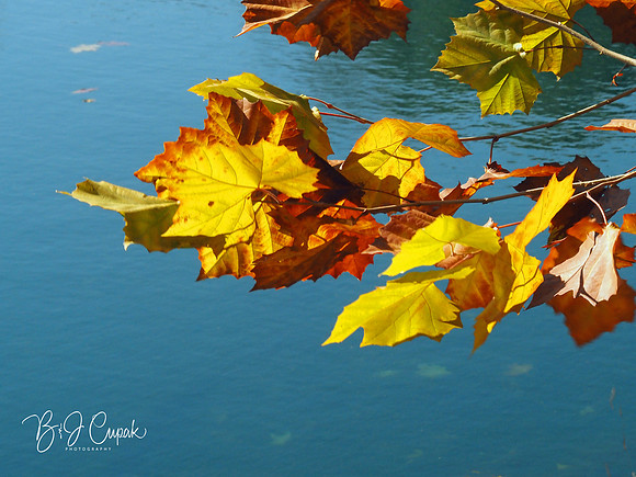 Lily Pond (5)