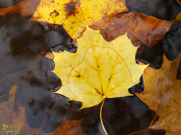 Ohiopyle State Park, PA (13)