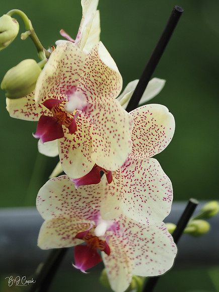 Cleveland Orchids (1)