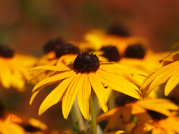 Bay View Flowers, MI (10)