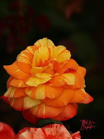 Hershey Gardens, PA (51)