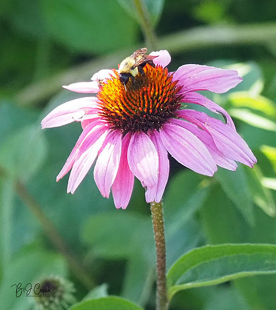 Holden Forest & Gardens (2)-1