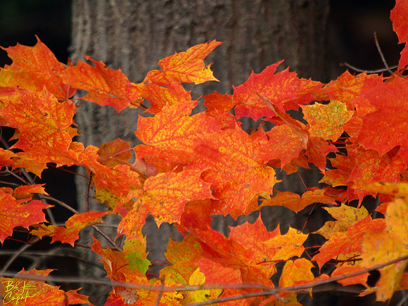 Ohiopyle State Park, PA (2)