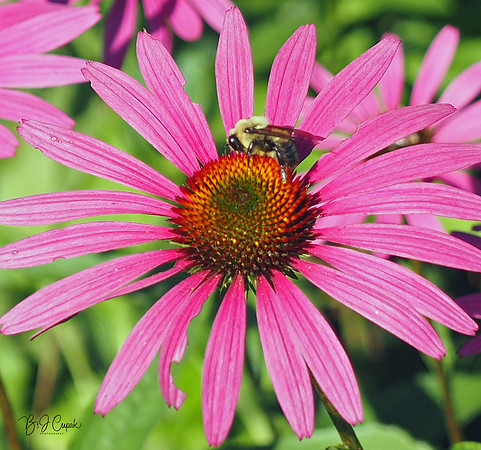 Holden Forest & Gardens (7)-1