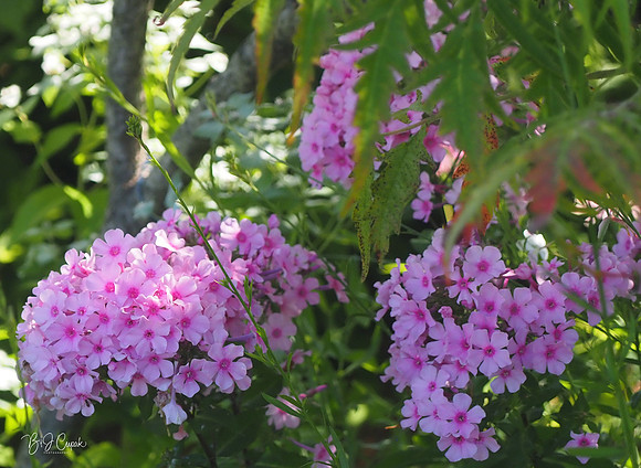 Holden Forest & Gardens (10)-1