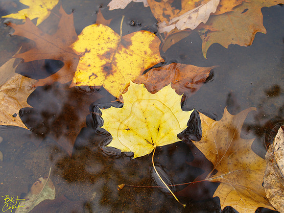Ohiopyle State Park, PA (12)