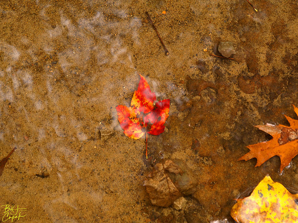 Ohiopyle State Park, PA (9)